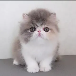 Photo of Cute Persian kitten