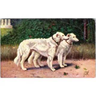 Photo of WHITE BORZOI Dogs Painting by F.v.W. c1910 Original Postcard TK1-27