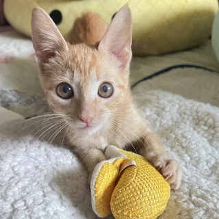 Photo of Baby Male Tabby