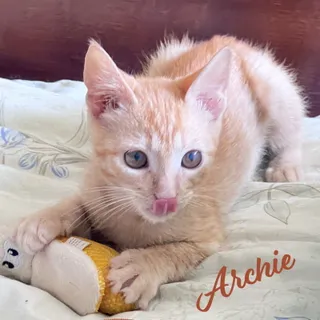Photo of Baby Male Tabby