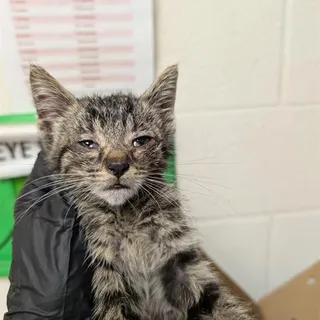 Photo of Baby Male Domestic Short Hair
