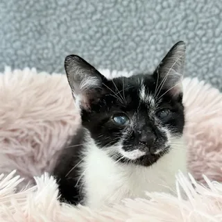 Photo of Baby Female Domestic Short Hair