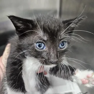 Photo of Adult Male Domestic Short Hair