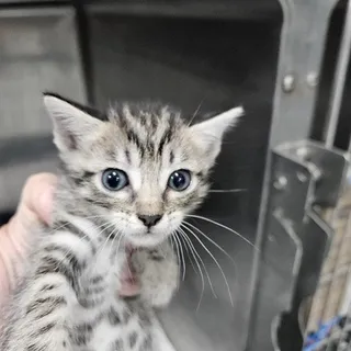 Photo of Adult Male Domestic Short Hair