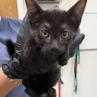 Photo of Baby Female Domestic Short Hair