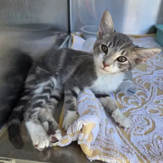 Photo of Baby Female Domestic Short Hair