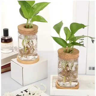 Photo of 12 Packs Plastic Plant Propagation Vases for Plants with Hole Lid