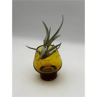 Photo of Vintage Mid-Century Cordial Shot Glass Amber Etched Glass Wheat Design