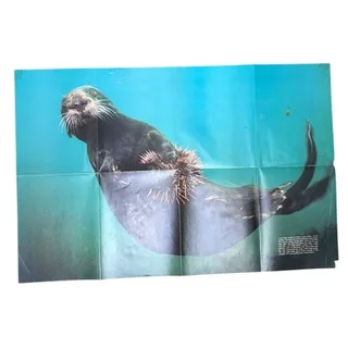 Photo of National Geographic VTG Oct 1971 2-Sided Sea Otter & Wildlife Poster 31x20.5"
