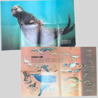 Photo of National Geographic VTG Oct 1971 2-Sided Sea Otter & Wildlife Poster 31x20.5"