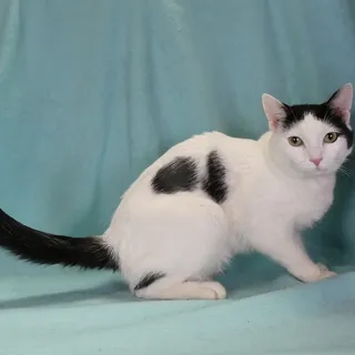 Photo of Young Female Domestic Short Hair
