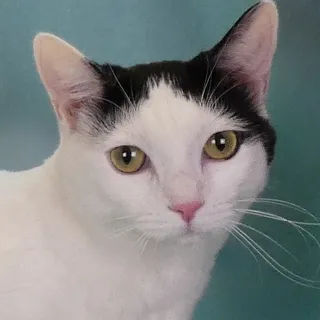 Photo of Young Female Domestic Short Hair