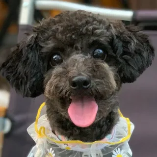 Photo of Adult Male Poodle (Miniature)