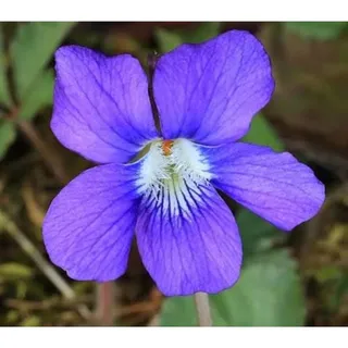 Photo of 12 Wild Purple Violet Roots – Fresh Dug – Easy to Grow – Woodland Wildflowers – Plant Now