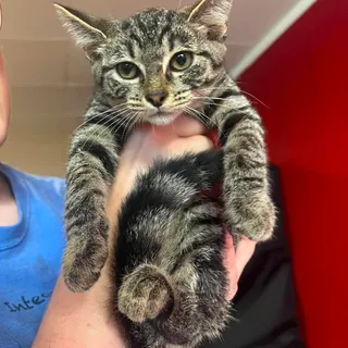 Photo of Baby Female Domestic Short Hair