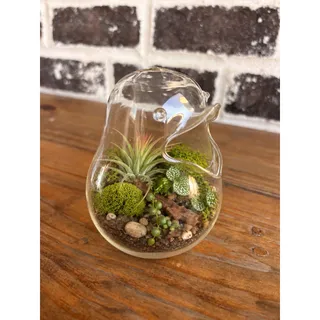 Photo of Clear Glass Bird Terrarium Planter 5” Open Body Air Plant Succulent Vase