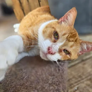Photo of Adult Male Domestic Short Hair