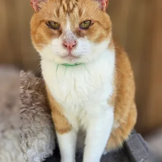 Photo of Adult Male Domestic Short Hair