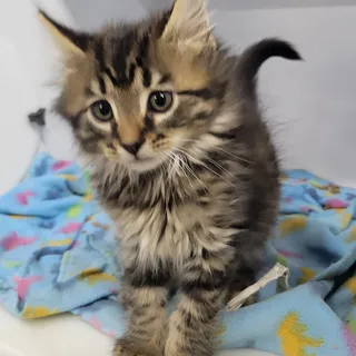 Photo of Baby Male Domestic Long Hair