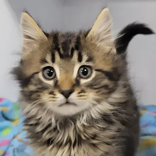 Photo of Baby Male Domestic Long Hair