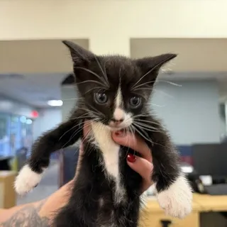 Photo of Baby Male Domestic Short Hair