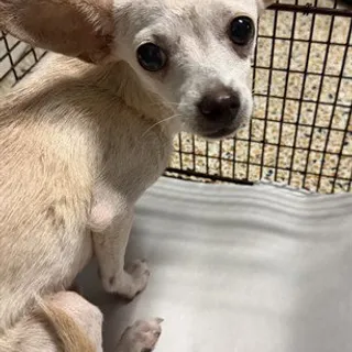 Photo of Adult Female Chihuahua