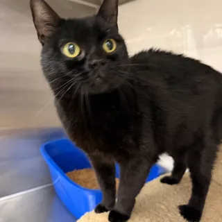 Photo of Adult Female Domestic Short Hair
