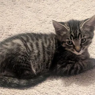 Photo of Baby Male Domestic Medium Hair
