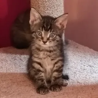 Photo of Baby Male Domestic Medium Hair