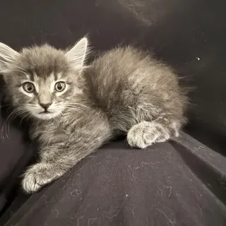 Photo of Baby Female Domestic Medium Hair