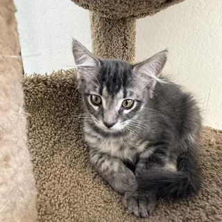 Photo of Baby Female Domestic Medium Hair