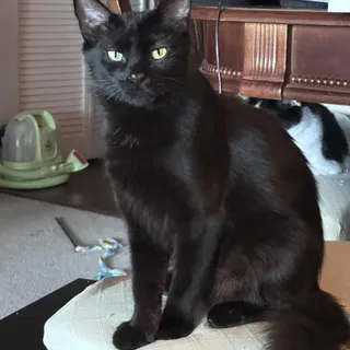 Photo of Young Female Domestic Medium Hair