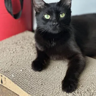 Photo of Young Female Domestic Medium Hair