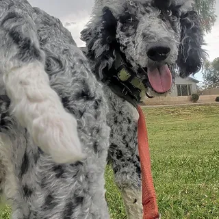 Photo of Baby Male Poodle (Standard)