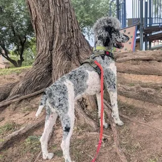 Photo of Baby Male Poodle (Standard)