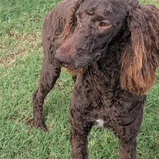 Photo of Baby Male Poodle (Standard)