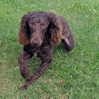 Photo of Baby Male Poodle (Standard)