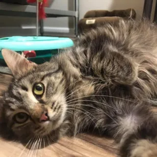Photo of Adult Female Domestic Medium Hair