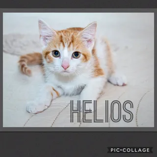 Photo of Young Male Tabby
