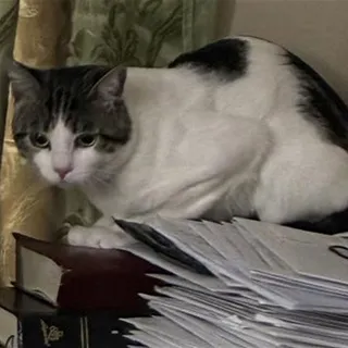 Photo of Adult Male Domestic Short Hair