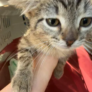 Photo of Baby Male Domestic Short Hair