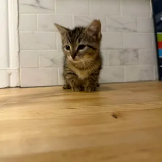 Photo of Baby Male Domestic Short Hair