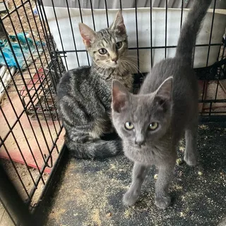 Photo of Baby Female Domestic Short Hair