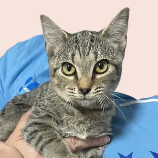Photo of Baby Female Domestic Short Hair