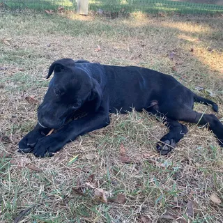 Photo of Baby Male Labrador Retriever