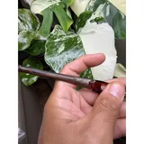 Listing Photo Thumb #7