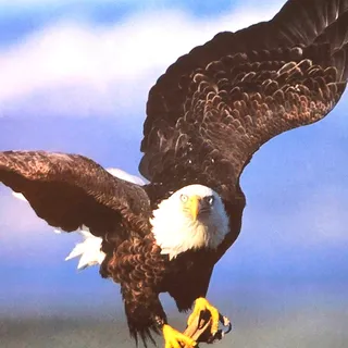 Photo of Sierra Club American Bald Eagle Postcard Vintage Theo Allofs Photo