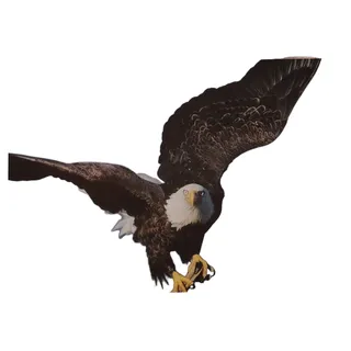 Photo of Sierra Club American Bald Eagle Postcard Vintage Theo Allofs Photo