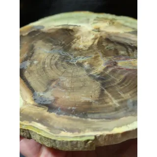 Photo of Zimbabwe Petrified Wood w/ Crystalized Center Slab Specimen (9.5oz)
