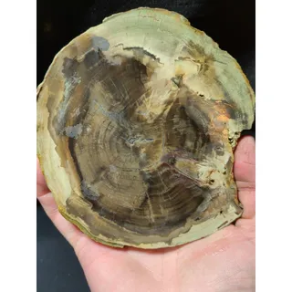 Photo of Zimbabwe Petrified Wood w/ Crystalized Center Slab Specimen (9.5oz)